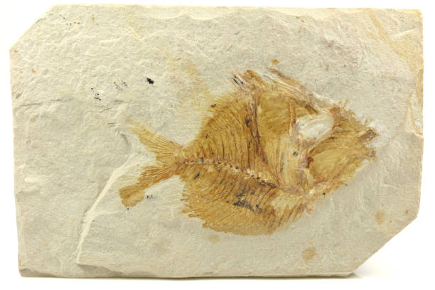 istock Pycnosteroides Laevispinosus fish fossil from Lebanon 1768591092
