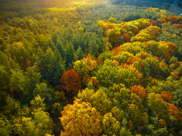 istock Autumn forest with colorful leaves seen from above 1768592066