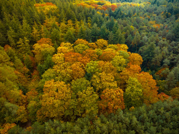 istock Autumn forest with colorful leaves seen from above 1768592071