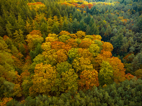 Autumn forest with colorful leaves seen from above during a beautiful fall day. The leaves on the trees are changing color in this woodland in Gelderland, Netherlands.