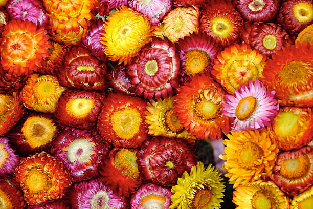 istock colorful dry flower 176859307