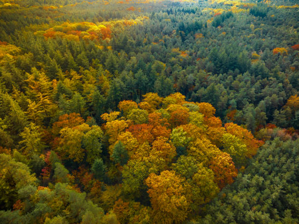 istock Autumn forest with colorful leaves seen from above 1768593177