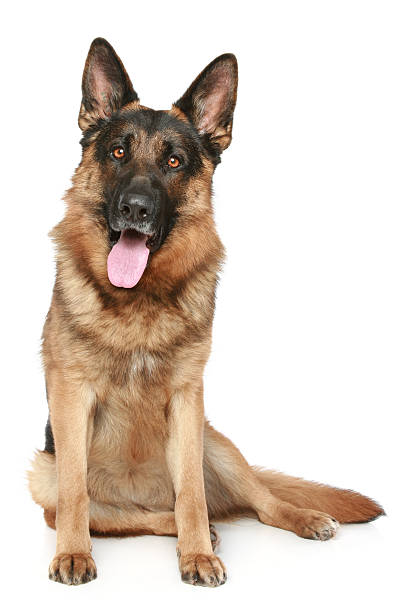 istock German Shepherd dog sitting on a white background 176859377
