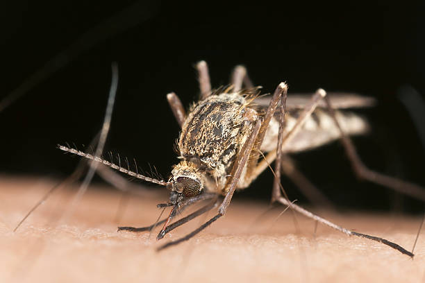 istock Mosquito sucking blood, extreme close-up 176859402