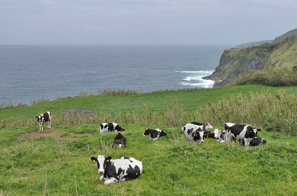 vacas em ambiente costeiro - ambiance - fotografias e filmes do acervo