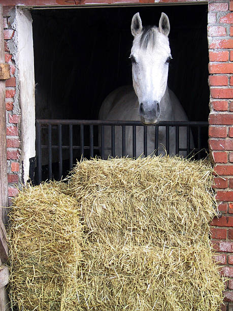horse looking out of the stable stock photo