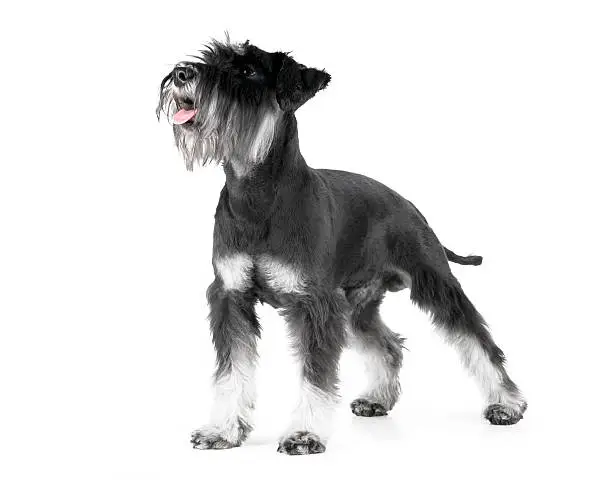 "Miniature Schnauzer, 1 years old, isolated on white background"