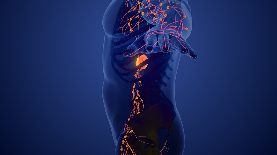 Lymphatic System Structure In Humans Stock Photo Biology Diagrams