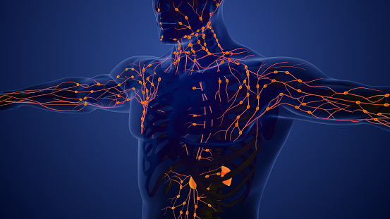 Lymphatic System Structure In Humans Stock Photo Biology Diagrams
