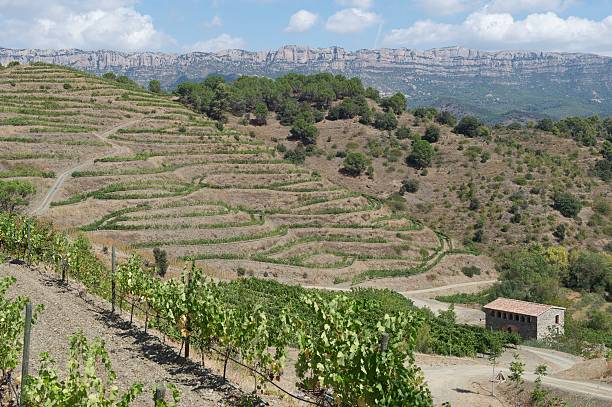 Organic vineyard in Priorat (aka Priorato), Spain stock photo