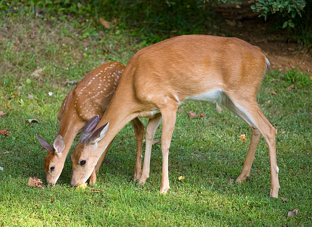 istock Doe and fawn eating together 176859774