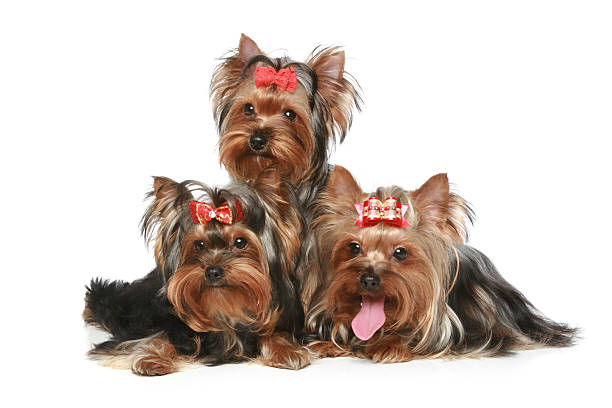 istock Yorkshire Terrier Puppies on a white background 176859789