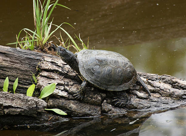 waterside scenery with European pond terrapin