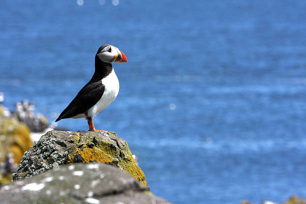 Puffin stock photo