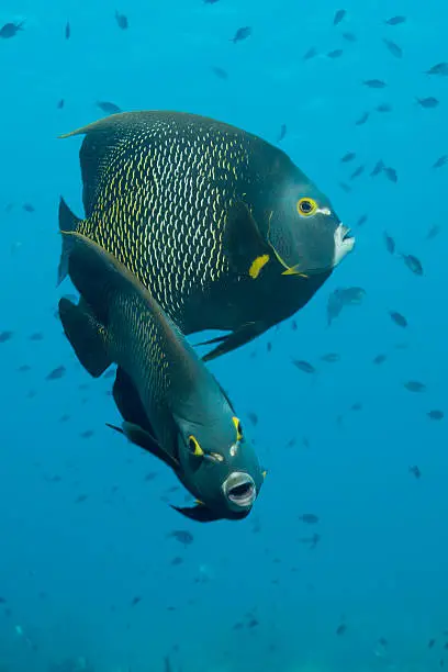 A pair of French angelfish (Pomacanthus paru) on a reef off the coast of Bonaire.