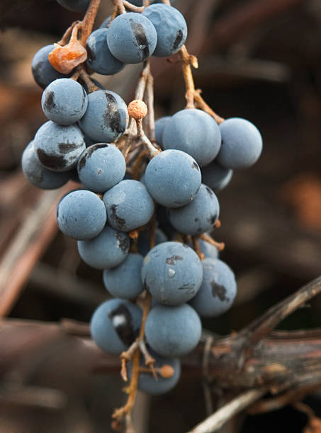 istock Purple delicious grapes 176860761