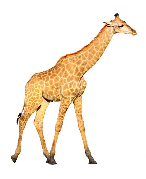 Female giraffe isolated on white background