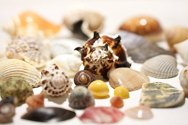Sea Shells stock photo
