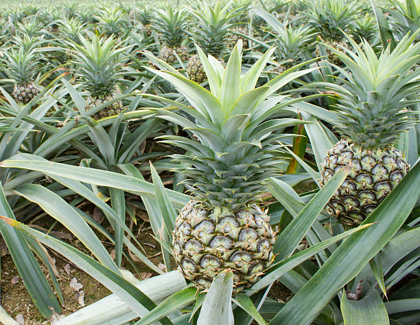 istock pineapple  plant field in tropical fruit farm. 176860985