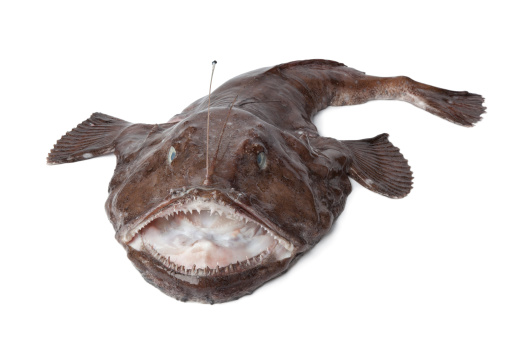 Whole fresh Monkfish on white background