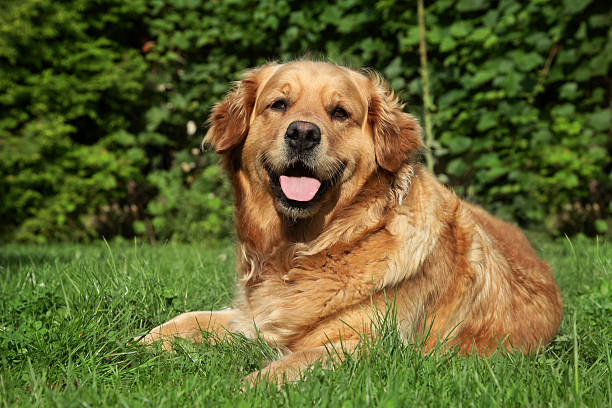 istock Golden Retriever lying on grass 176861056