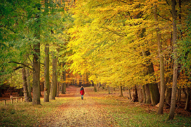 istock Walking in the autumn park 176861367