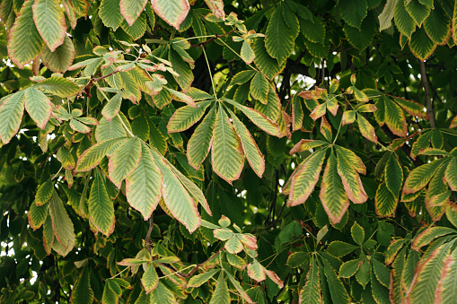 Common Ash Tree Seeds Hanging From Branch Abstract