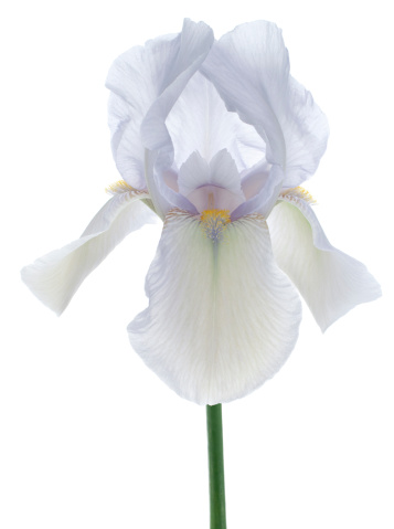 Studio Shot of Blue Colored Iris Isolated on White Background. Large Depth of Field (DOF). Macro. Symbol of Trust and Wisdom. Emblem of France.