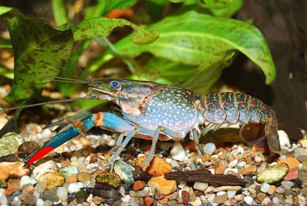 istock blue crayfish Cherax quadricarinatus 176861751
