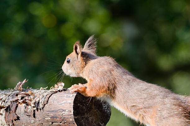 Red Squirrel stock photo