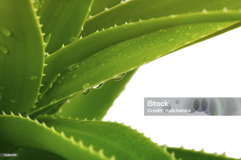 Aloe Vera with water drops Aloe Stock Photo