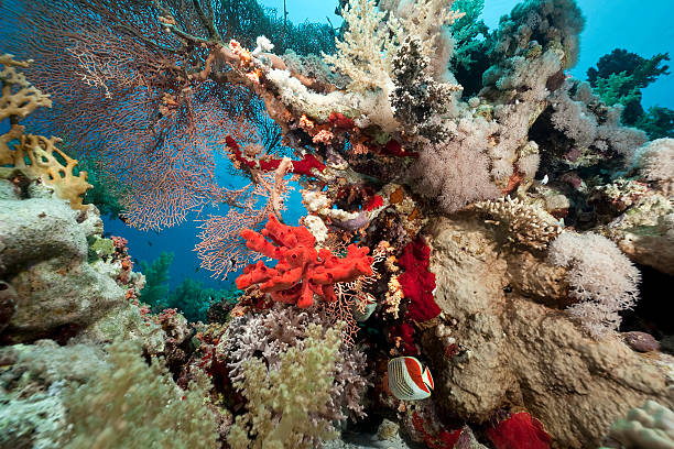 istock Coral and fish in the Red Sea 176861831