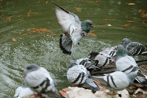 Columba livia pigeons in a pond