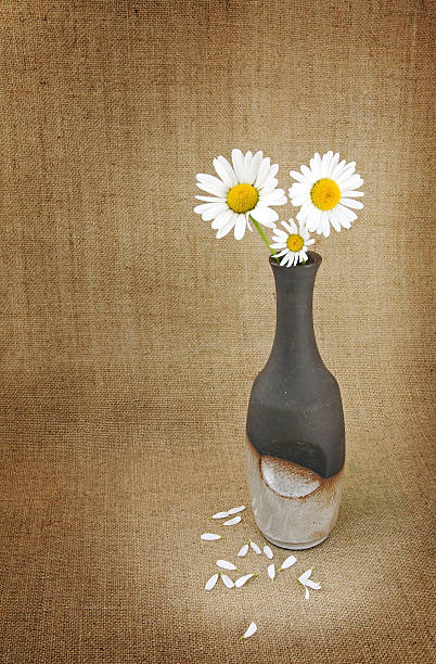 Marguerite in a vase stock photo