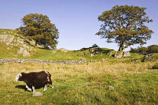 istock Sheep in English countryside 176862385
