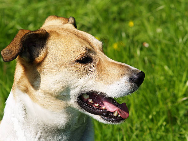 istock dog in the meadow 176862478