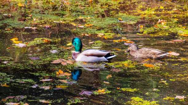 istock Mallard drake and hen ducks 1768625602