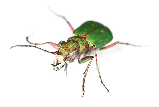 green tiger beetle (cicindela campestris) isolated - 班蝥 圖片 個照片及圖片檔