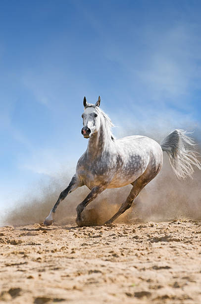 istock arabian horse runs gallop in the dust 176862631