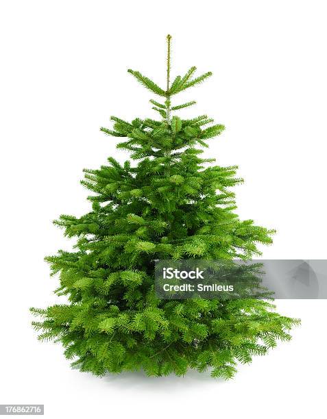 Perfect Fresh Christmas Tree Without Ornaments Stock Photo - Download Image Now - White Background, Christmas Tree, Fir Tree