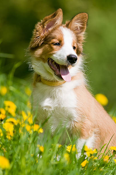 istock border collie puppy in flowers 176862766