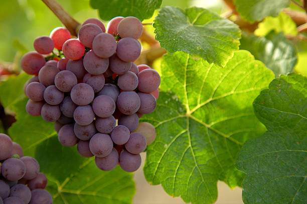 istock Pinot Noir grapes in a Summerland, B.C. vineyard. 176862992