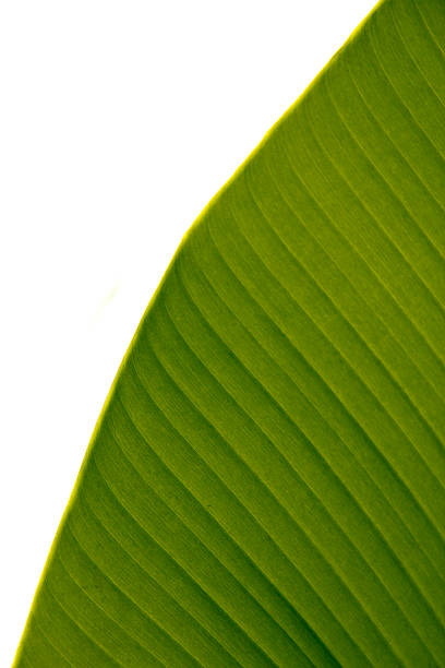 Large Leaf stock photo