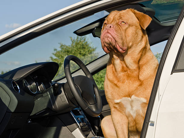 Serious driver dog - Dogue De Bordeaux sitting in the car