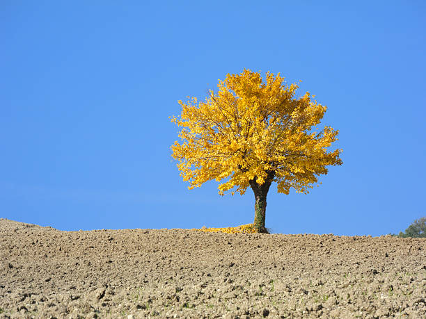 mulberry tree stock photo