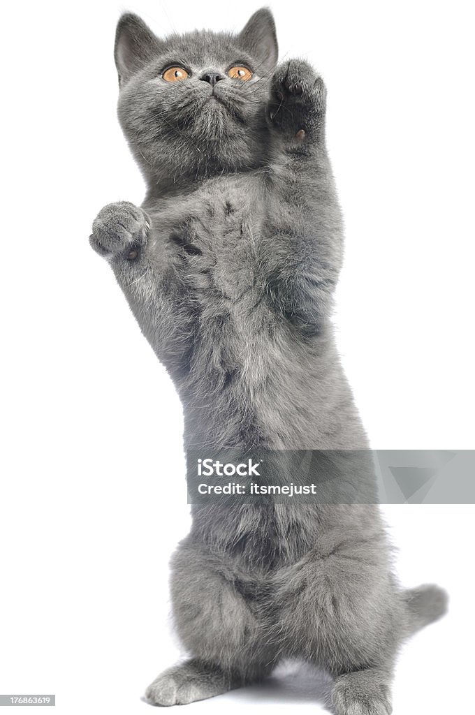 British cat.  Animal Stock Photo