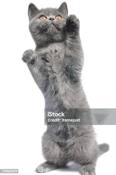 British Cat Stock Photo - Download Image Now - Animal, Animal Body Part, Animal Eye