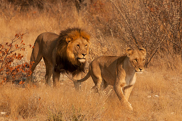 istock Pair of Lions 176863814