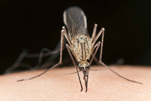 mosquito ssać krew, bliskie zbliżenie - haustellum zdjęcia i obrazy z banku zdjęć