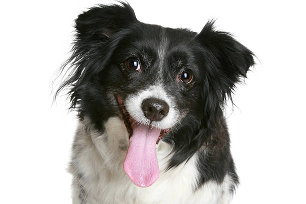 istock Portrait of a charming black & white smiling dog 176863878